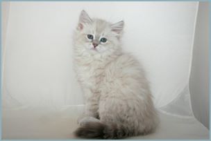 Female Siberian Kitten from Deedlebug Siberians